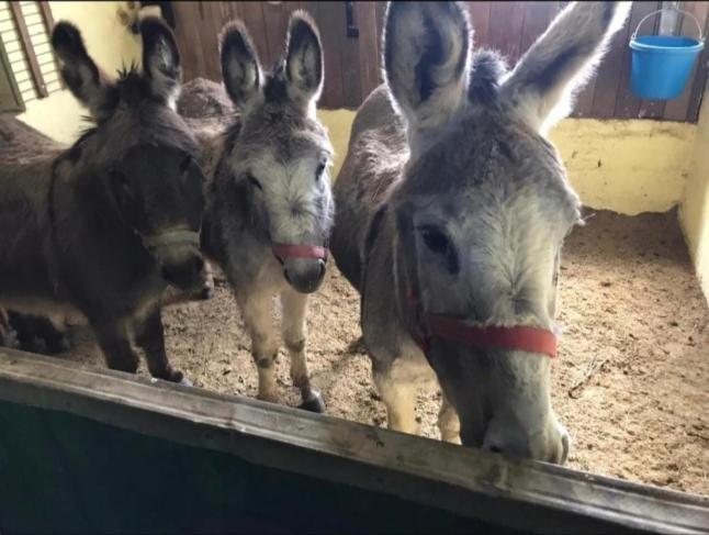 Kemenate Zimmer Gechaichnishof 7Born Maring-Noviand Buitenkant foto